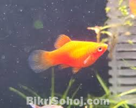 Red platy Fish for sell